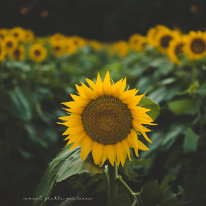 Manhattan Kansas Family Child Photographer Fall Session